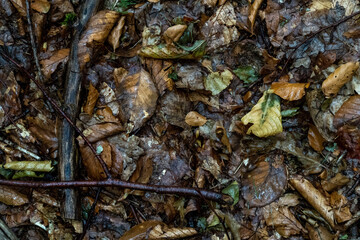 Waldboden Herbst