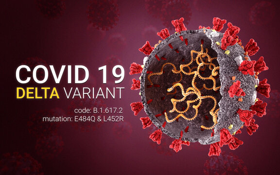 New coronavirus delta variant covid. India mutation of SARS CoV 2, 2019 nCoV new version 2020 2021. Coronavirus new strain. 3D Illustration of viruses  with microscope view of sliced virus
