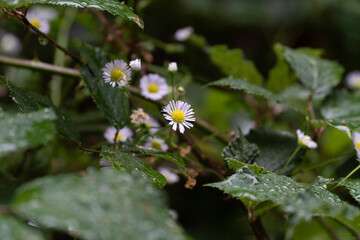 Gänseblümchen 