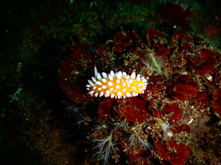 伊豆の海でダイビング中に見かけた可愛いイガグリウミウシ