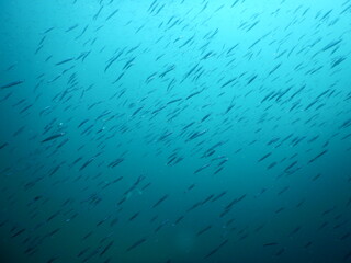 伊豆の海でダイビング中に見かけたあたり一面のキビナゴの大群