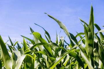 wheat field and blue sky