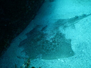 伊豆の海でダイビング中に見かけた砂地に潜む巨大なカスザメ