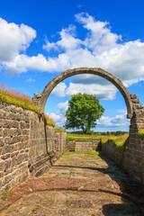 Single tree framed by an arch in a old abbey ruins