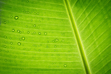Water drops on a banana leaf.