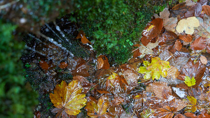Water trickles from above on the forest floor, wet autumn leaves. topview. Closeup.