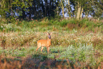 Roebuck on a meadow at the forest edge looking at camera