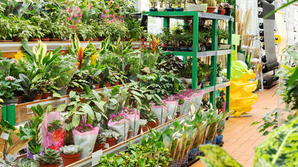 Huge variety of home potted plants in the garden section of the building materials hypermarket...