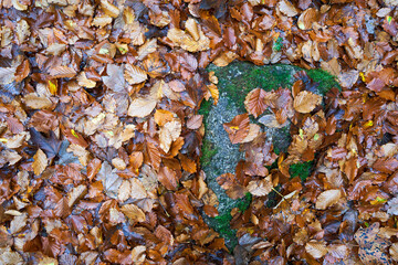 top view of square stone surrounded by brown autumn leaves