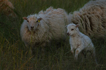 Schaf mit Mutter