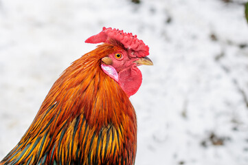 Rooster  with a rose shaped comb