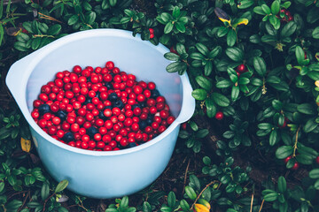 Lingonberry. Ripe and fresh lingonberries and blueberries in the bowl.