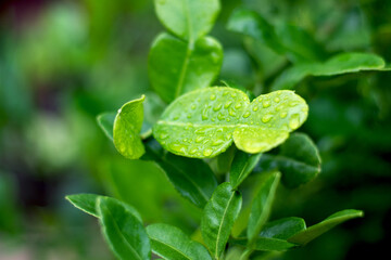 Water droplets on the Kaffir lime leaves
