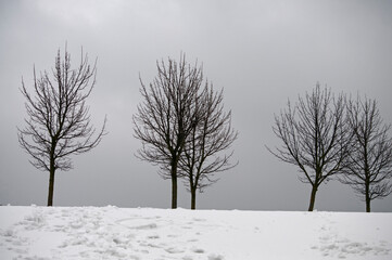 Shades of gray. Bare trees ,gray sky and snow