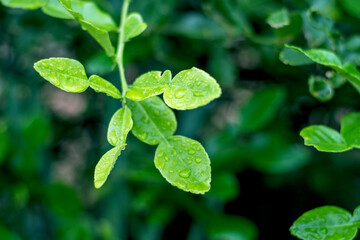 Water droplets on the Kaffir lime leaves