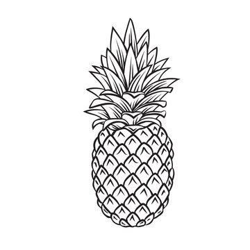 Pineapple tropical fruit outline vector icon, drawing monochrome illustration. Healthy nutrition, organic food, vegetarian product.