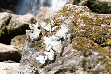 white butterflies flutter and sit on a stone overgrown with moss near a waterfall