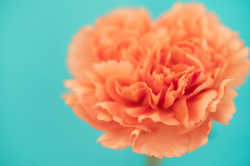 ハートのカーネーション