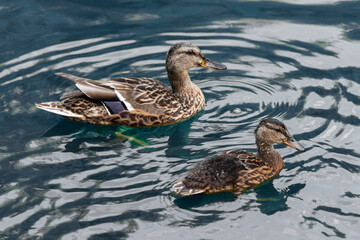 Mother duck and duckling swim in the pond.