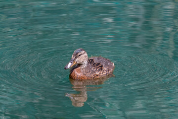 A young duckling swims in a pond.