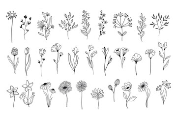 Line art floral elements. Outline foliage natural leaves herbs. Set hand drawn flower botanical vector illustration. © setory