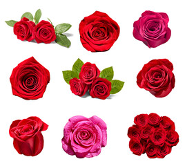 Fototapeta premium flower rose petal blosspm background