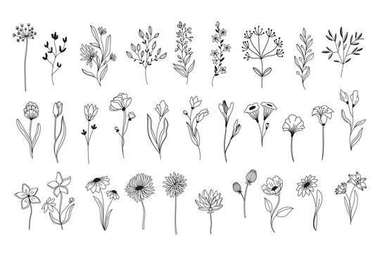 Line art floral elements. Outline foliage natural leaves herbs. Set hand drawn flower botanical vector illustration.