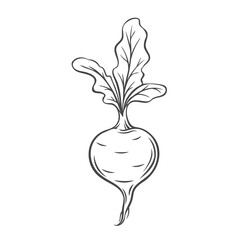 Beet vegetable outline vector icon, drawing monochrome illustration. Healthy nutrition, organic food, vegetarian farm product.