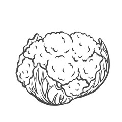 Cauliflower vegetable outline vector icon, drawing monochrome illustration. Healthy nutrition, organic food, vegetarian product.