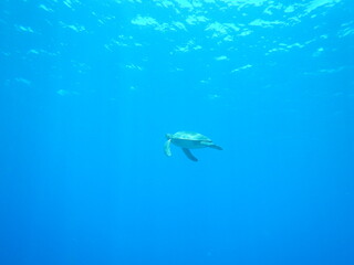 大海のウミガメ