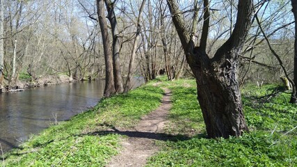 Weiden und Weg am Fluss im Frühjahr