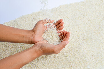 Hands holding rice seeds and pour