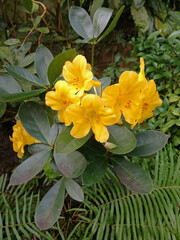 Rhododendron laetum, close up view. Yellow rhododendron flower blossoms with green jungle background.