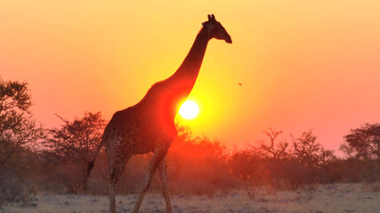 giraffe, animal, mammal, safari, long