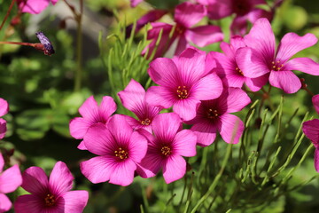 春の野原に咲くイモカタバミのピンク色の花