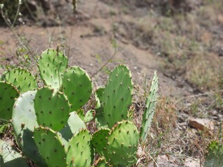 cactus