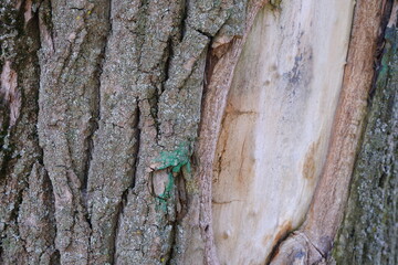 Tree bark texture. Suitable for backgrounds.