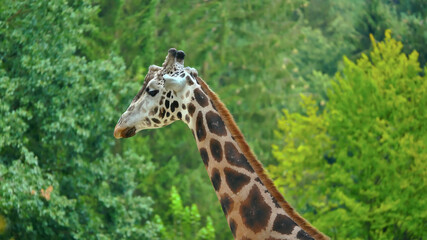 giraffe, animal, mammal, safari, long