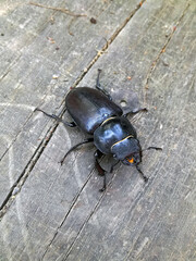 Close up view of female stag beetle on wooden ground. Lucanus cervus.
