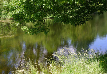 Pond and trees in the park. Suitable for background