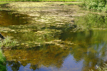 Pond and trees in the park. Suitable for background