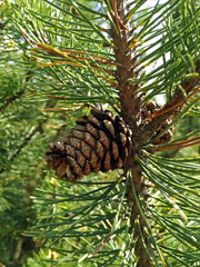 Cone on coniferous tree, garden background, close up view.