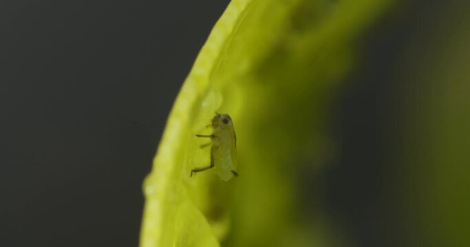 Green aphids suck the sap from a leaf.Colony of plant parasites. Italy. 
