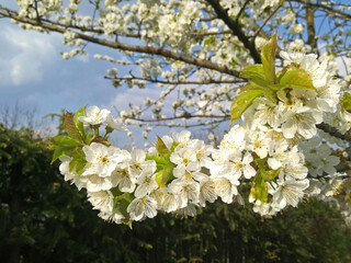 Cherry blossom tree close up view. Spring white cherry blossoms in garden.