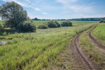 Fototapeta na wymiar Landscape with a country road that runs through a field along a growing shrub.
