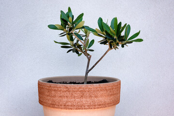 Small olive tree on a clay pot.