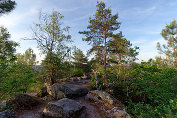 Panorama of the hiking trail of the 25 Bumps Circuit in the  Fontainebleau forest	
