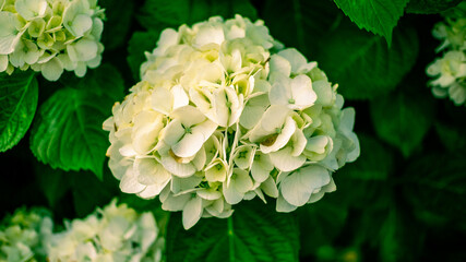 White Hydrangea