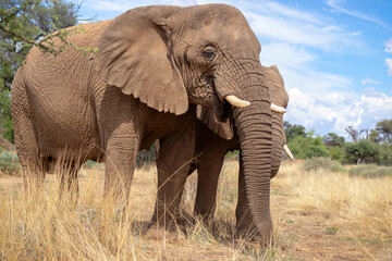 Fototapeta premium Two African Bush Elephants in the grassland of Etosha National Park