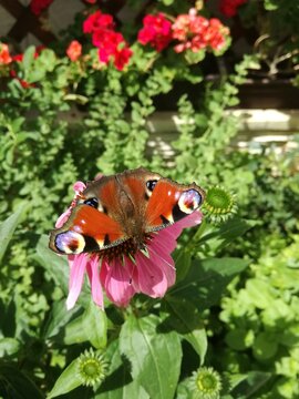 Close up image of the European peacock butterfly. Aglais io sitting on echinacea flower in garden.